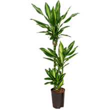 Wasserpflanze Dracaena