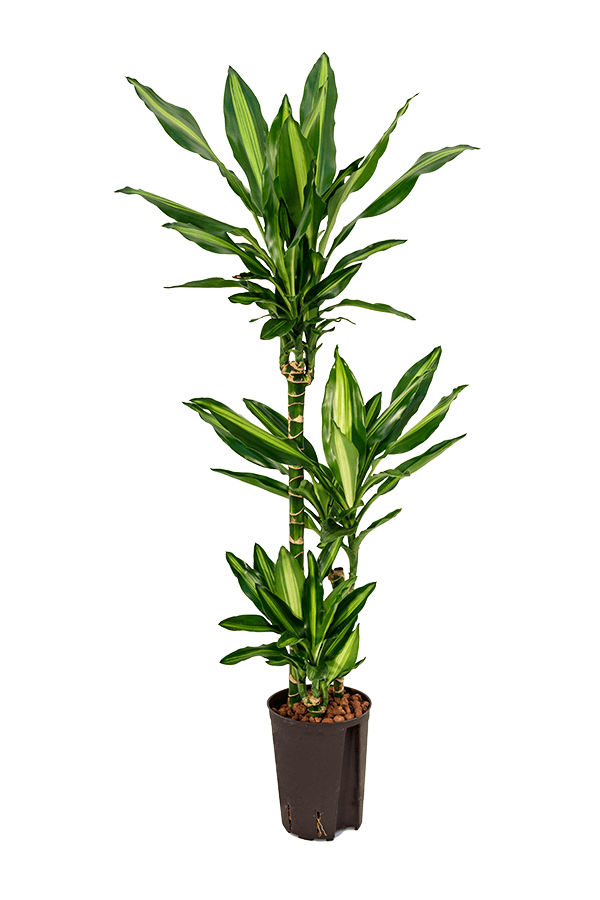 Wasserpflanze Dracaena Fragrans Cintho