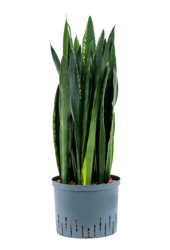 Wasserpflanze Sansevieria Trifasciata Black Tiger