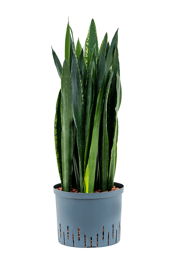Wasserpflanze Sansevieria Trifasciata Black Tiger