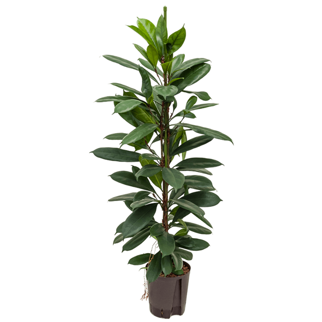 Wasserpflanze Ficus Cyathistipula