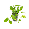 Wasserpflanze Scindapsus (Epipremnum) Aureum