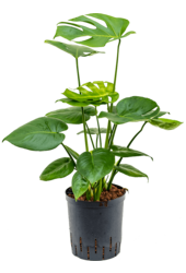 Wasserpflanze Monstera Deliciosa