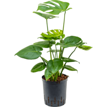 Wasserpflanze Monstera