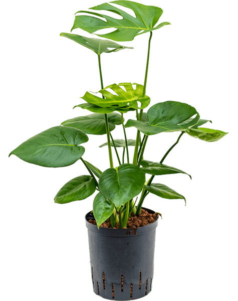 Wasserpflanze Monstera