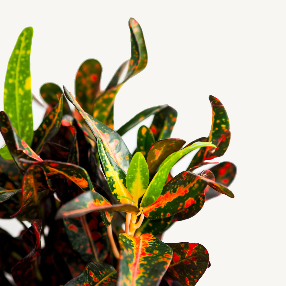hydrokulturpflanze croton (codiaeum) variegatum mammi
