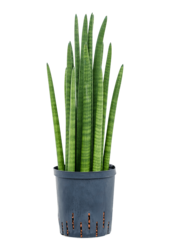 Wasserpflanze Sansevieria Cylindrica Turm