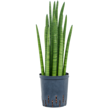 Wasserpflanze Sansevieria