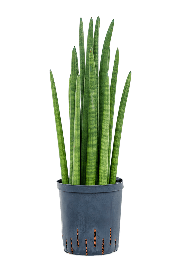 Wasserpflanze Sansevieria Cylindrica Turm