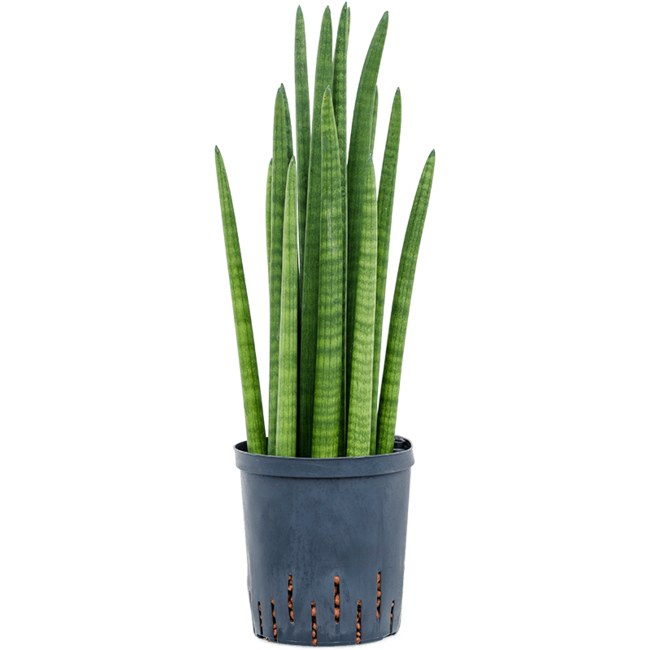 Wasserpflanze Sansevieria Cylindrica Turm