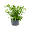 Wasserpflanze Dracaena Surculosa