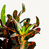 Wasserpflanze Croton (Codiaeum) Variegatum Mammi