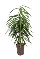 Wasserpflanze Ficus Binnendijkii Alii