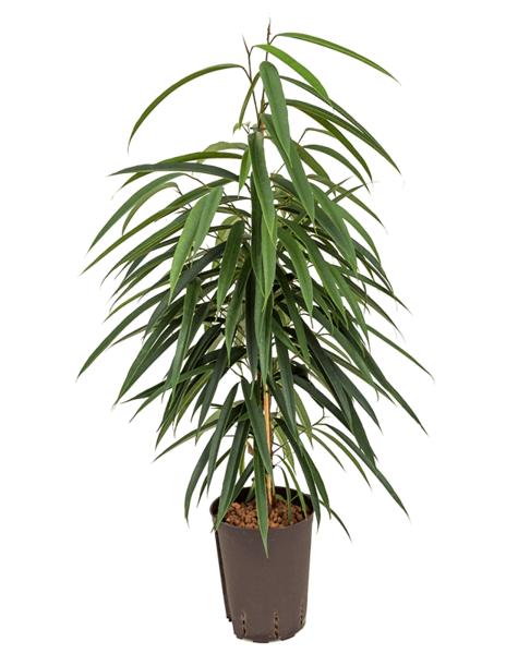 Wasserpflanze Ficus