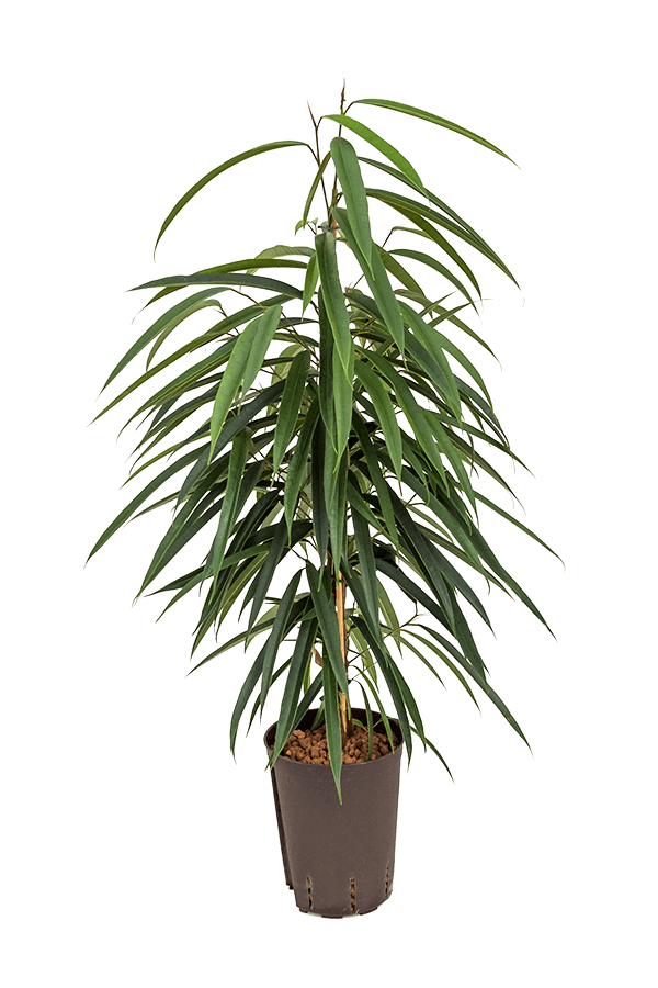 Wasserpflanze Ficus Binnendijkii Alii