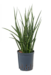 Wasserpflanze Sansevieria Kirkii Fernwood
