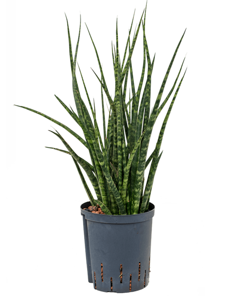 Wasserpflanze Sansevieria