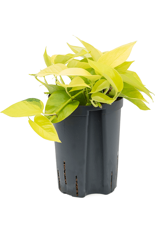 Wasserpflanze Scindapsus (Epipremnum) Golden Pothos