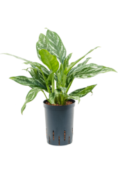 Wasserpflanze Aglaonema Splash