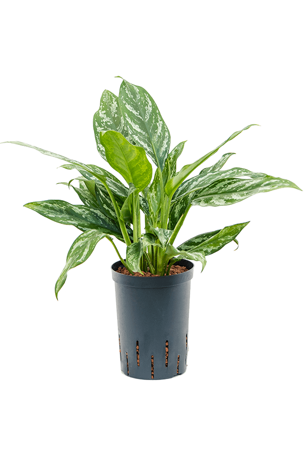 Wasserpflanze Aglaonema Splash