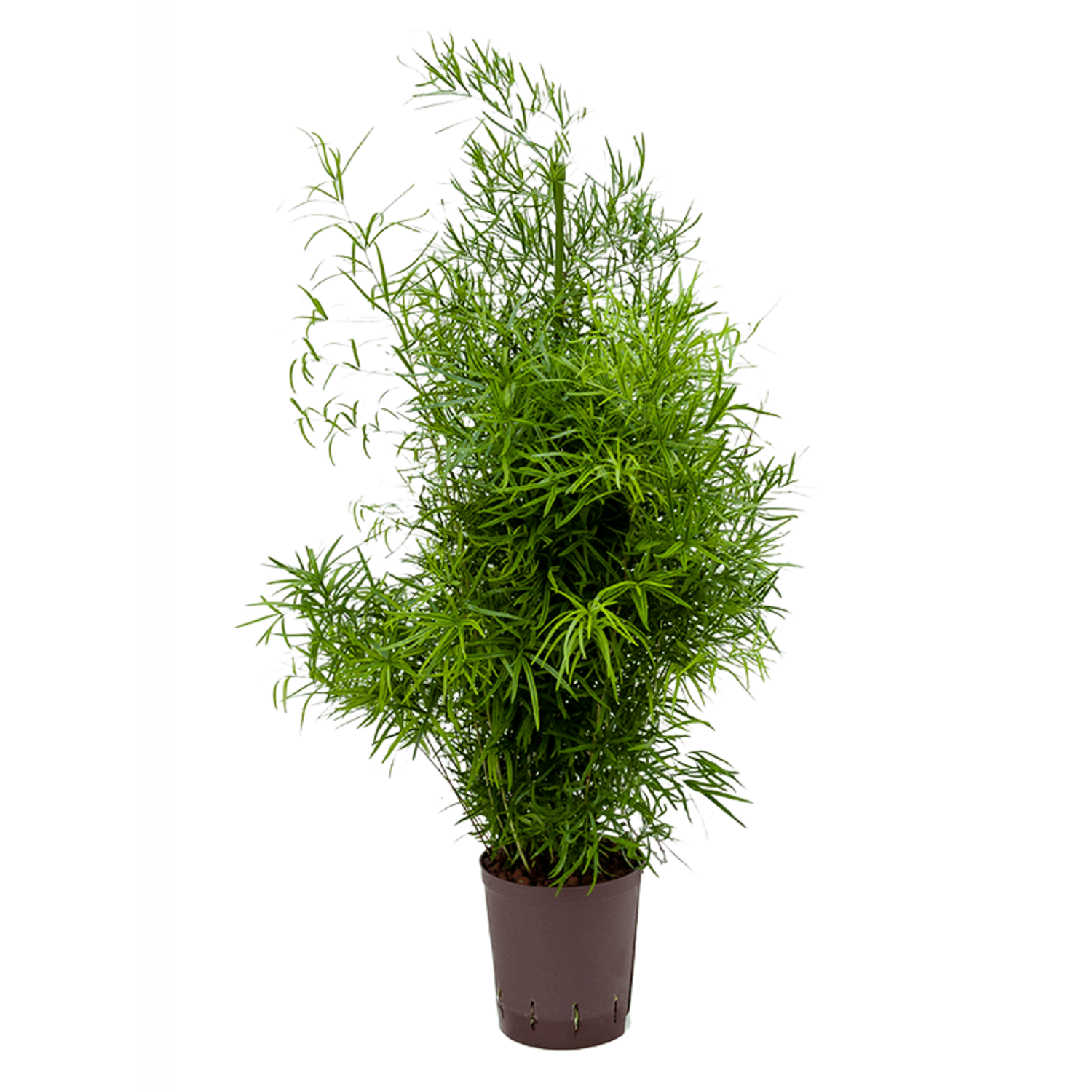 Hydroplant Asparagus Falcatus | Schnelle Lieferung | Fleurdirect -  www.fleurdirect.com