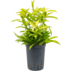 Wasserpflanze Dracaena Surculosa Mike