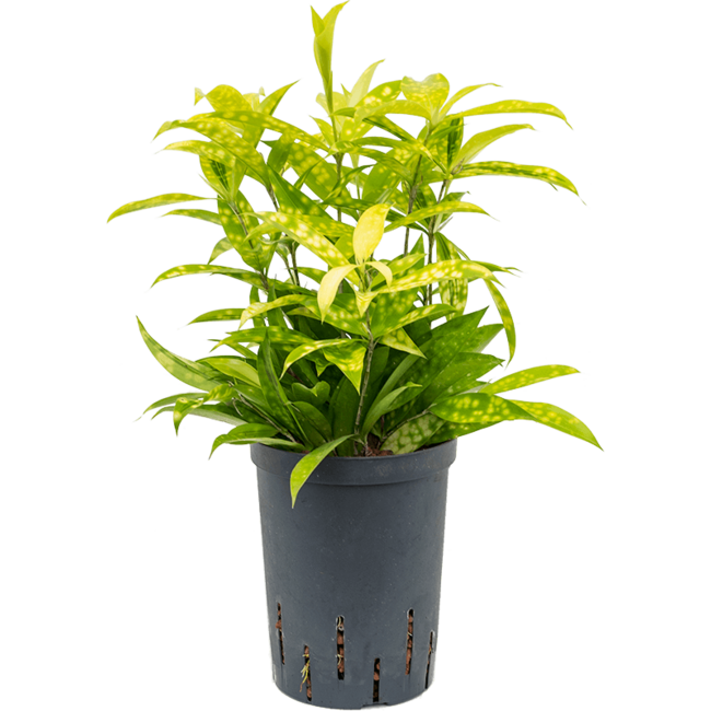 Wasserpflanze Dracaena Surculosa Mike