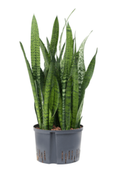 Wasserpflanze Sansevieria Zeylanica