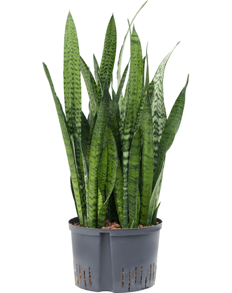 Wasserpflanze Sansevieria