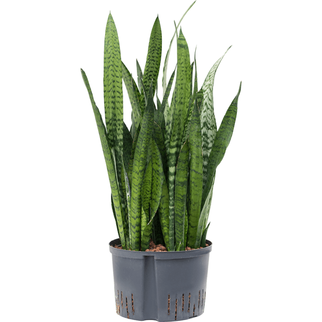 Wasserpflanze Sansevieria Zeylanica