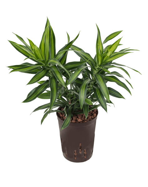 Hydroplantat Pleomele