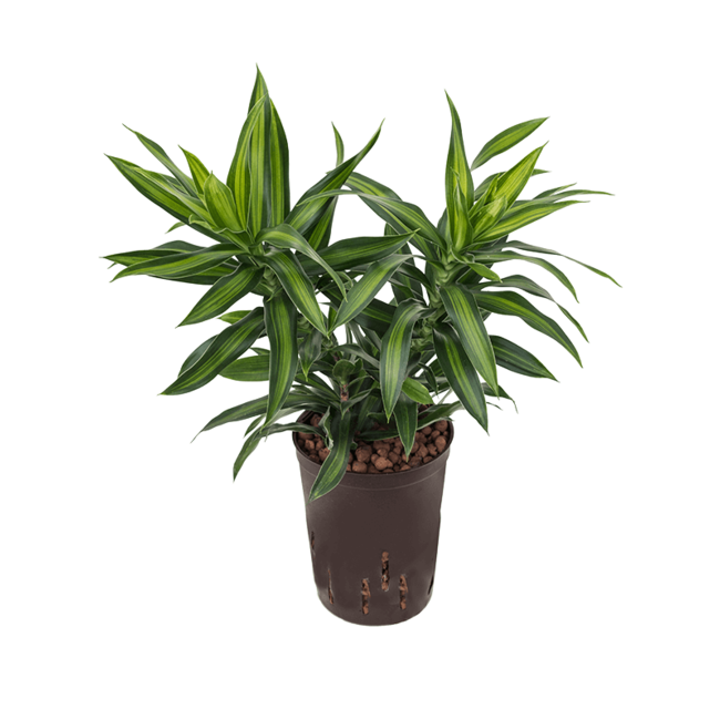 Wasserpflanze Pleomele (Dracaena) Reflexa Song Of Jamaica