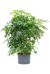 Wasserpflanze Schefflera Arboricola Compacta