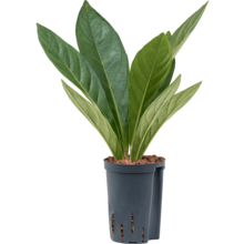 Wasserpflanze Anthurium