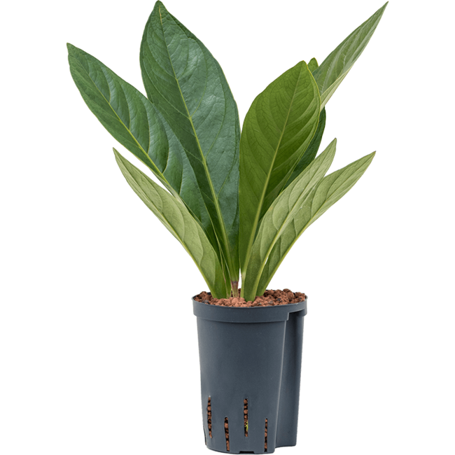 Wasserpflanze Anthurium Elipticum Jungle Hybrids