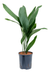 Wasserpflanze Aspidistra Elatior