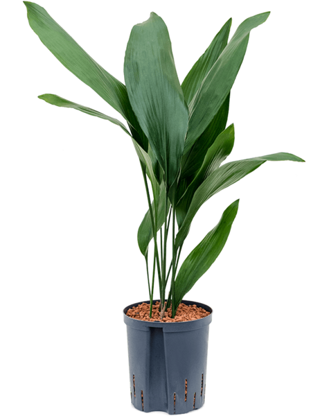 Wasserpflanze Aspidistra