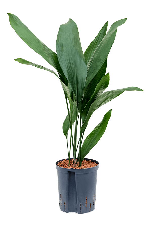 Wasserpflanze Aspidistra Elatior