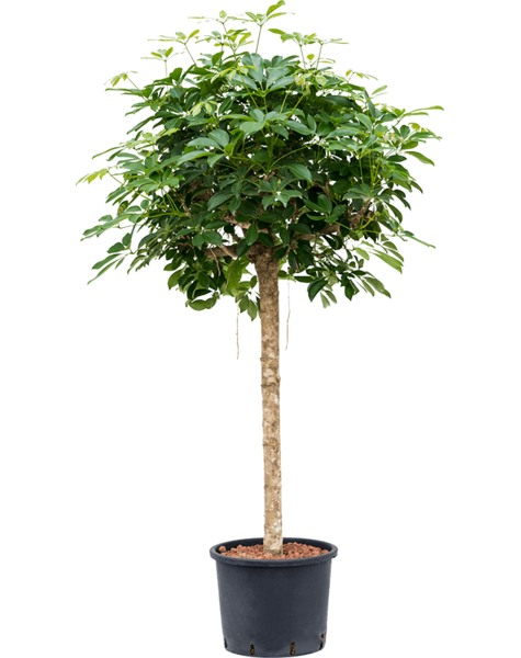 Wasserkraftwerk Schefflera