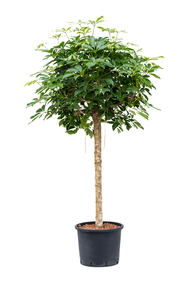 Wasserpflanze Schefflera Arboricola Compacta