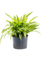 Wasserpflanze Dracaena Fragrans Zitrone-Limette