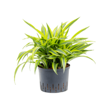 Wasserpflanze Dracaena