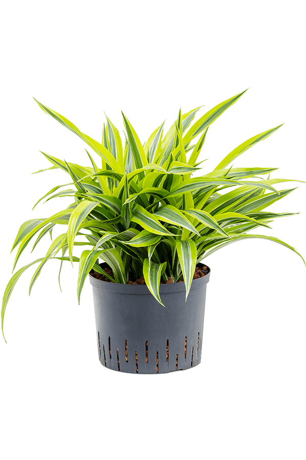 Wasserpflanze Dracaena Fragrans Zitrone-Limette