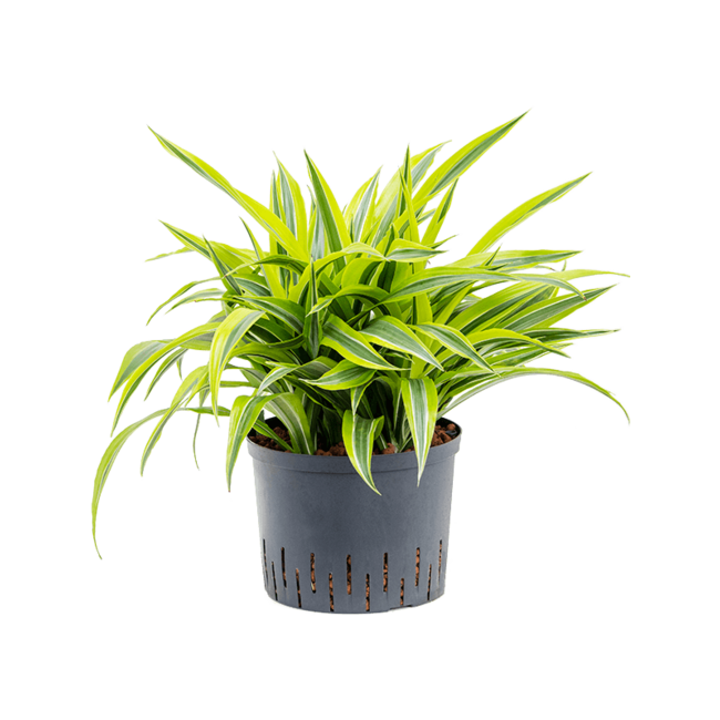 Wasserpflanze Dracaena Fragrans Zitrone-Limette