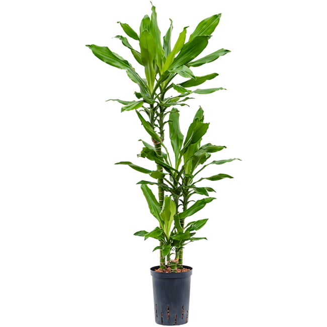 Wasserpflanze Dracaena Fragrans Burundii