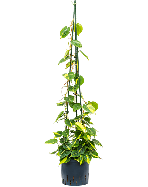 Wasserpflanze Philodendron