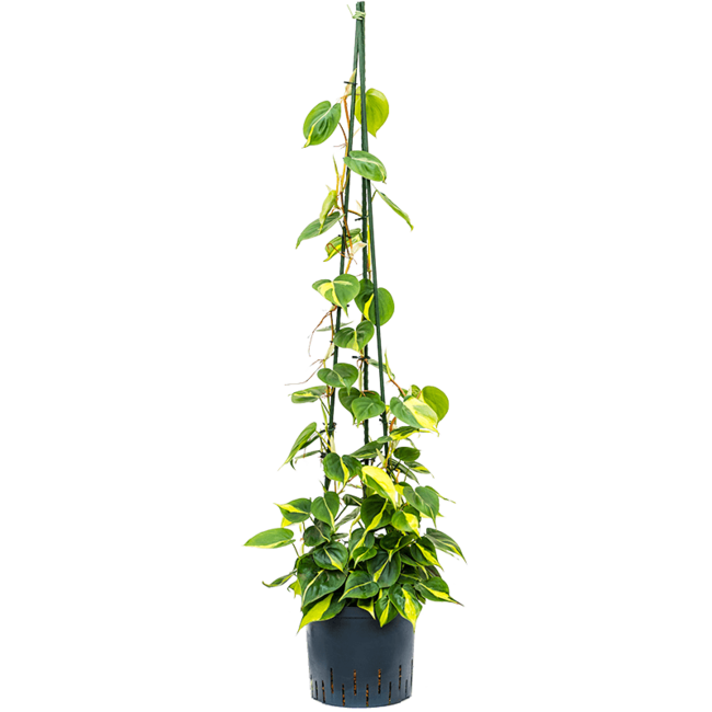 Wasserpflanze Philodendron Scandens Brasil