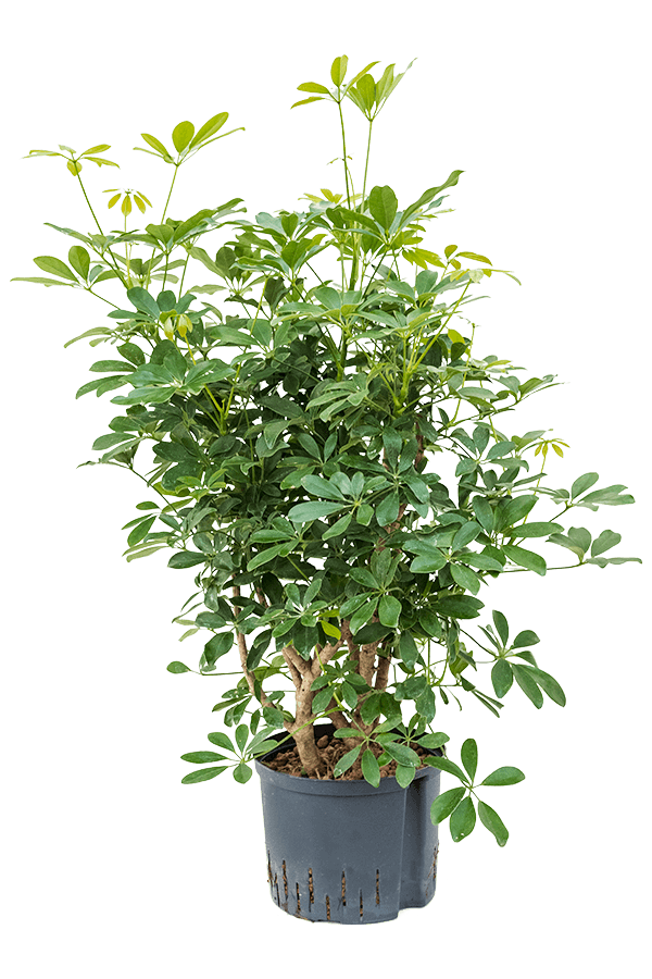 Wasserpflanze Schefflera Arboricola Compacta