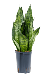 Wasserpflanze Sansevieria Zeylanica Compacta