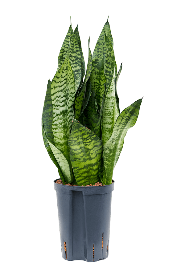 Wasserpflanze Sansevieria Zeylanica Compacta